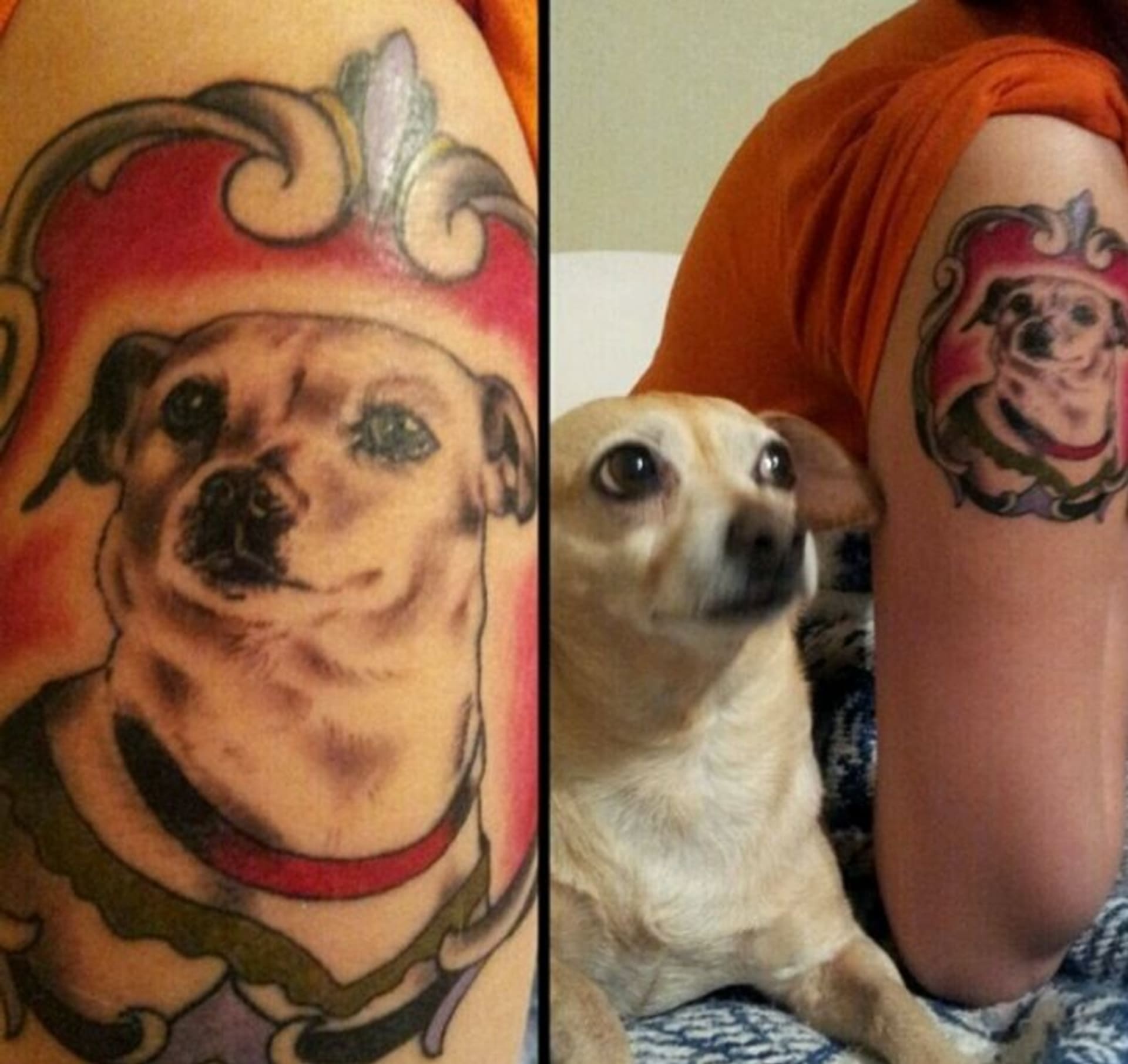 Psí tetování