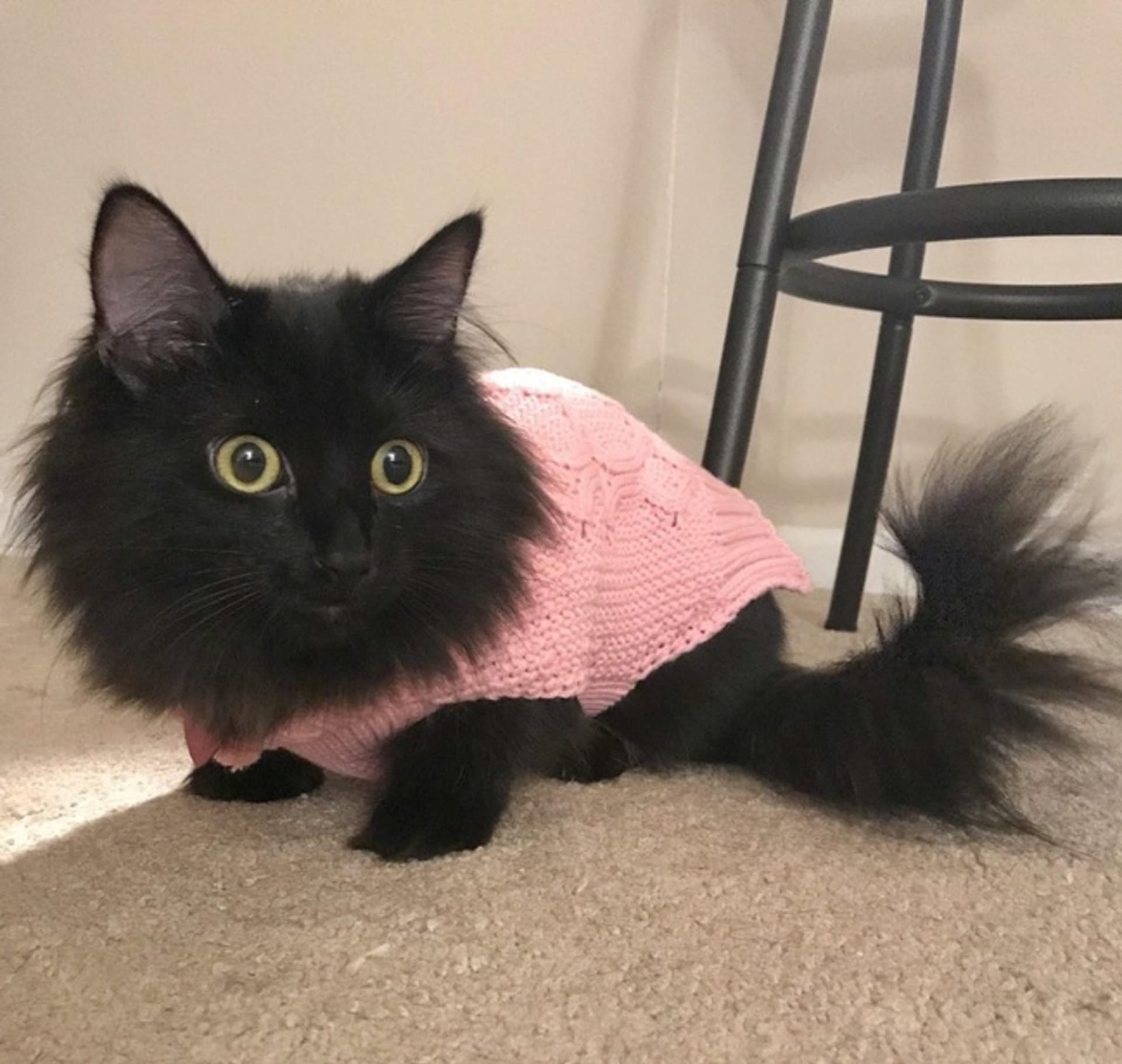 Řekl jsem přítelkyni, aby nekupovala naší kočce svetr. A tak šla a koupila naší kočce svetr.