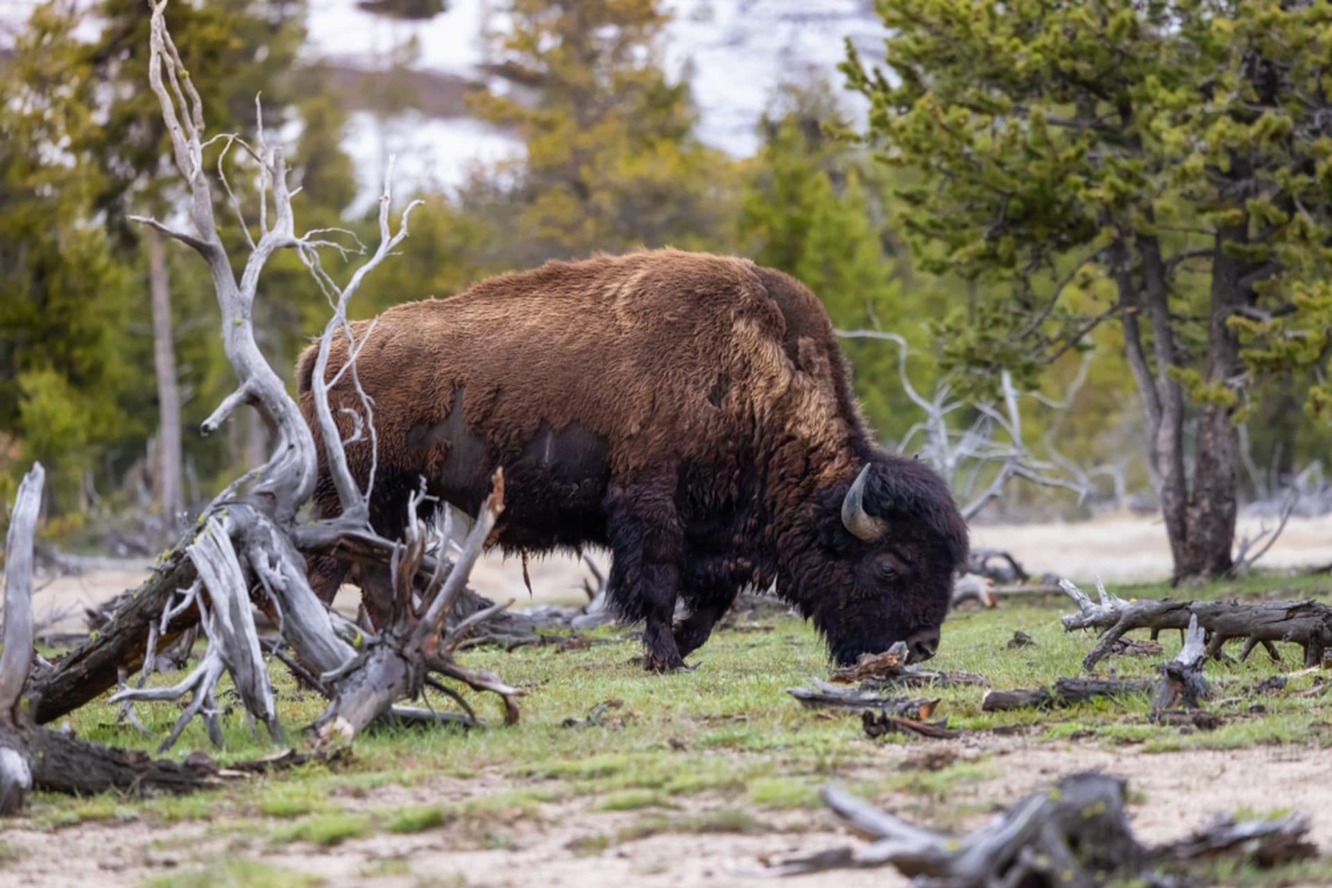 V Yellostonu žije ve dvou oddělených skupinách necelých 6000 bizonů