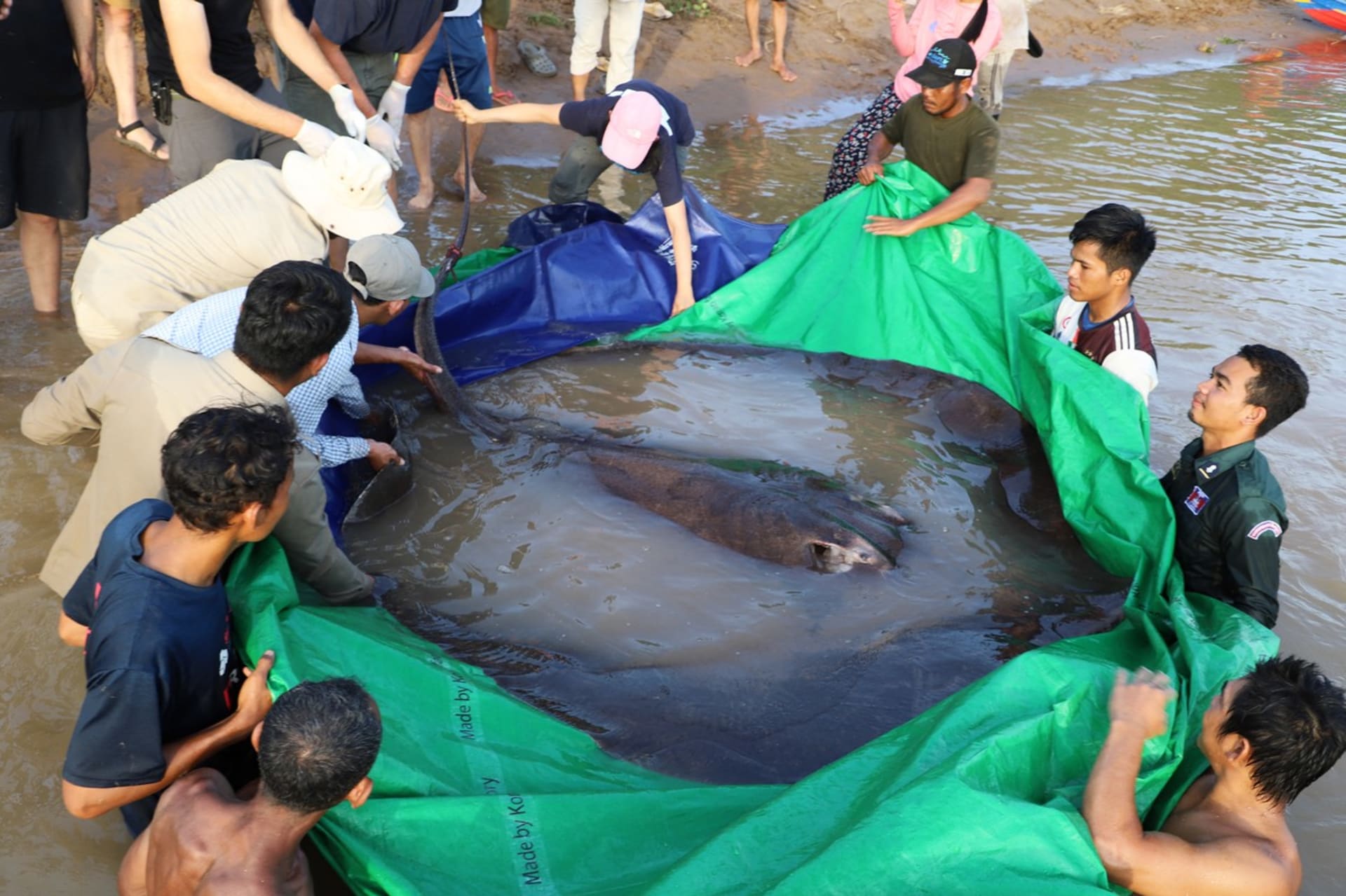 Kambodžští rybáři vylovili z řeky obrovského rejnoka.