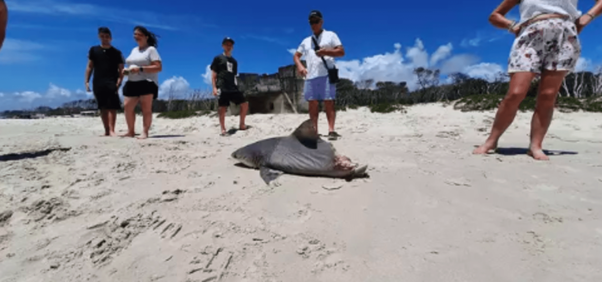 Napůl sežraný žralok v Austrálii 2
