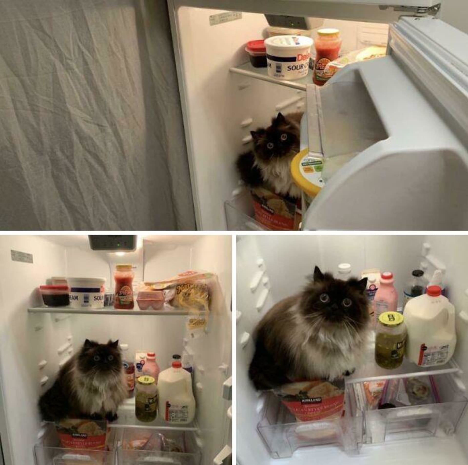Bizarní nálezy v lednicích