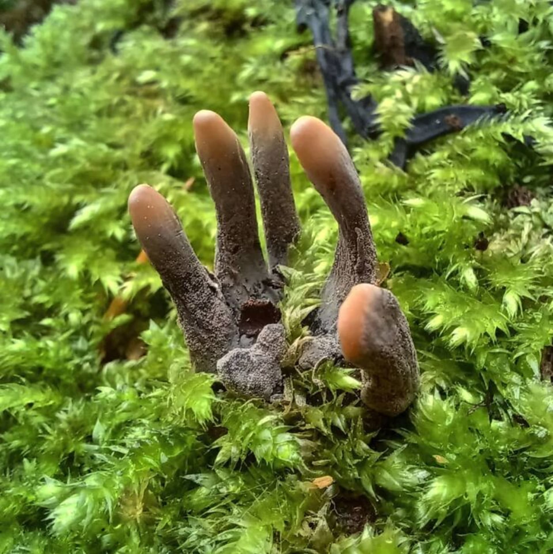 Děsivá houba zvaná prsty mrtvého muže.