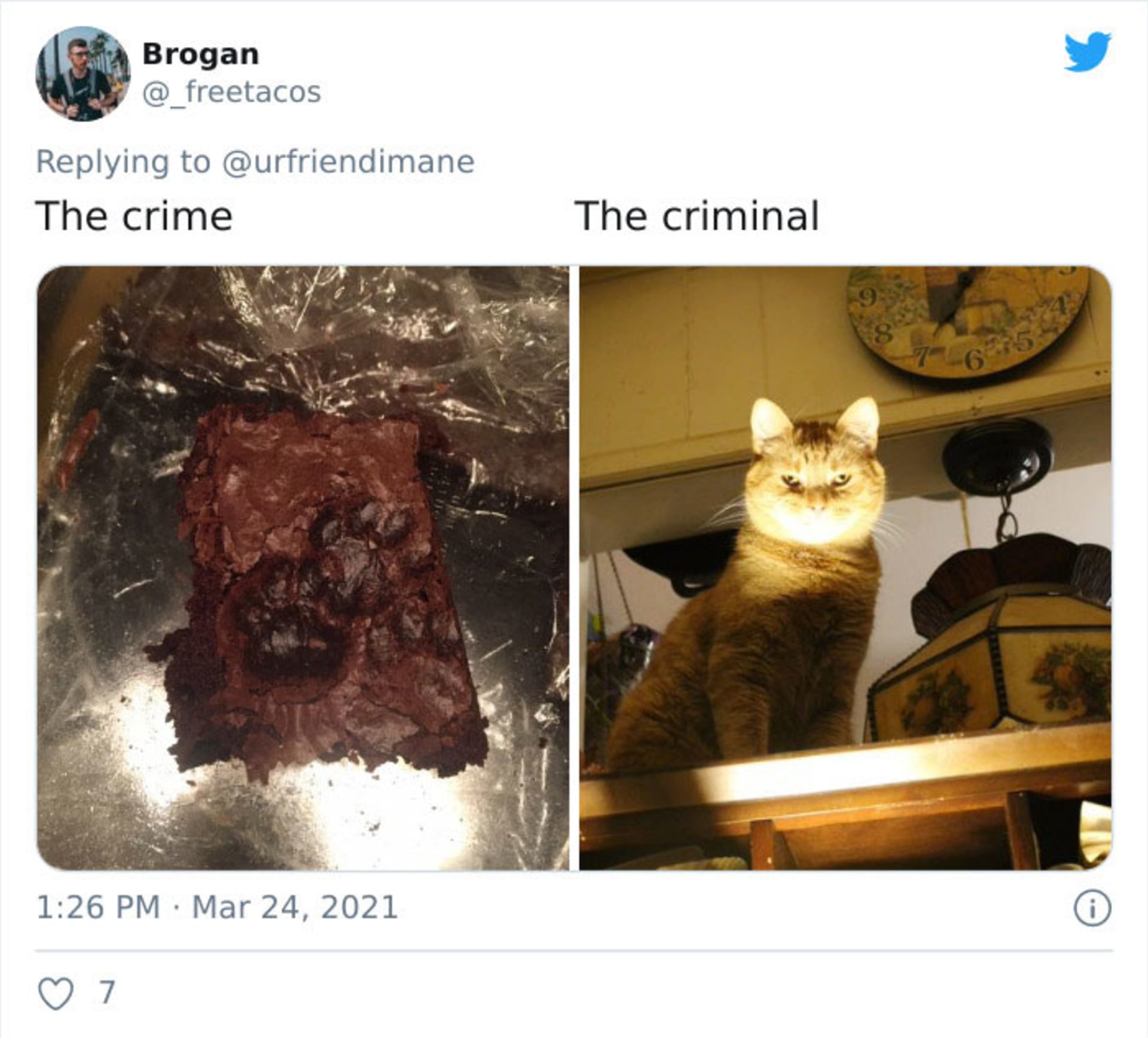 Zvířecí zločiny 5