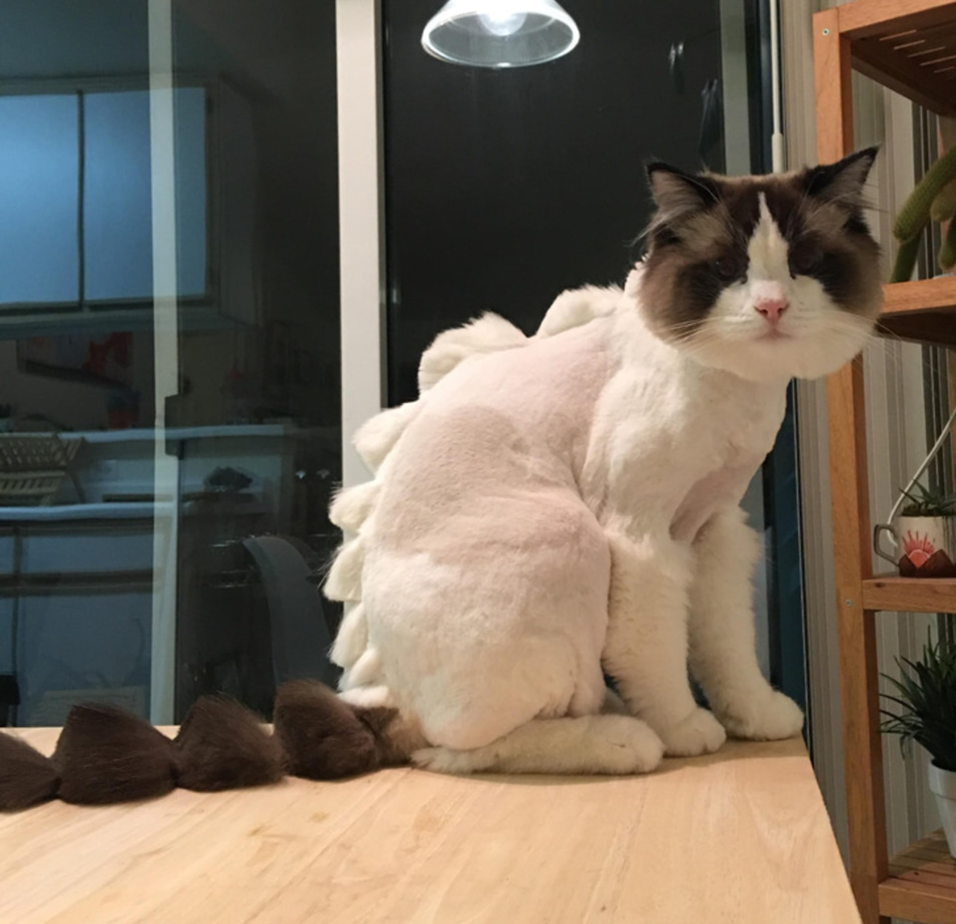 "Můj přítel vzal kočku na stříhání."