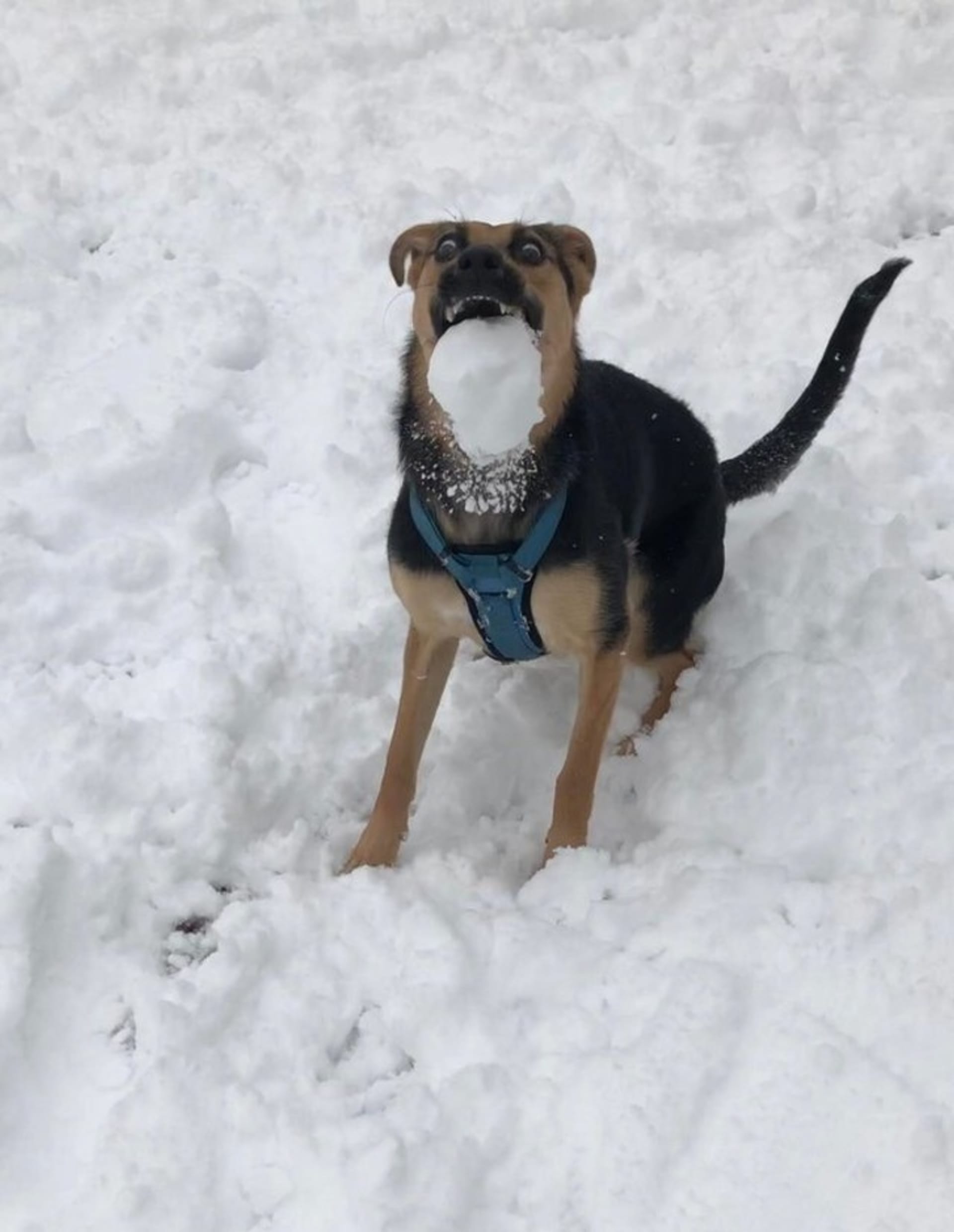 Hodil jsem psovi sněhovou kouli a vyfotil v nejlepším možném okamžiku.