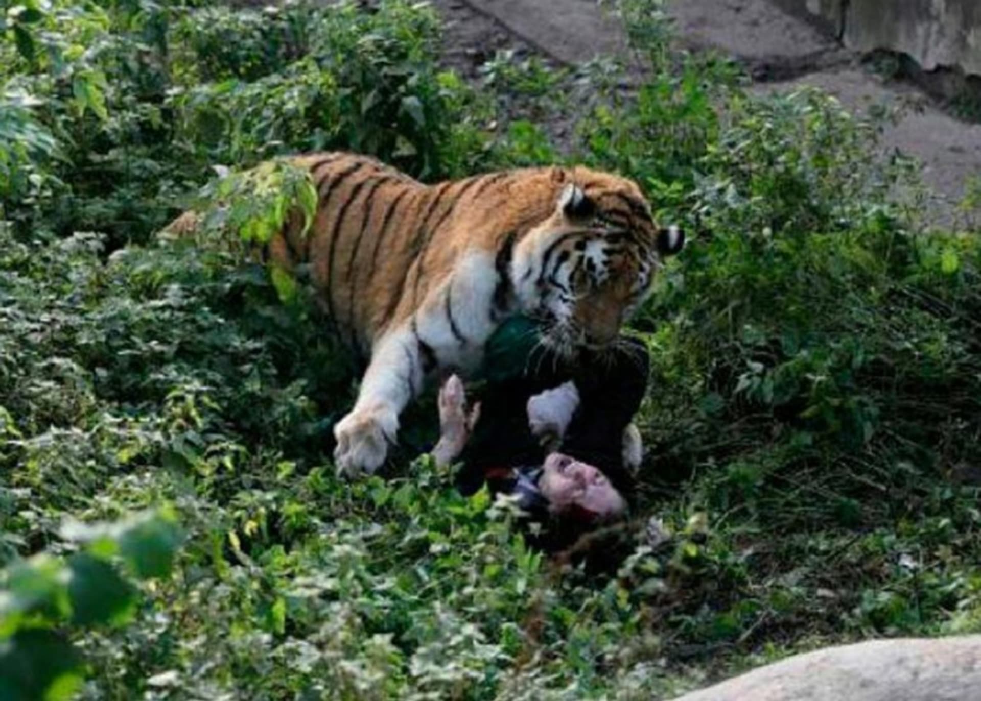 Ženu napadl tygr