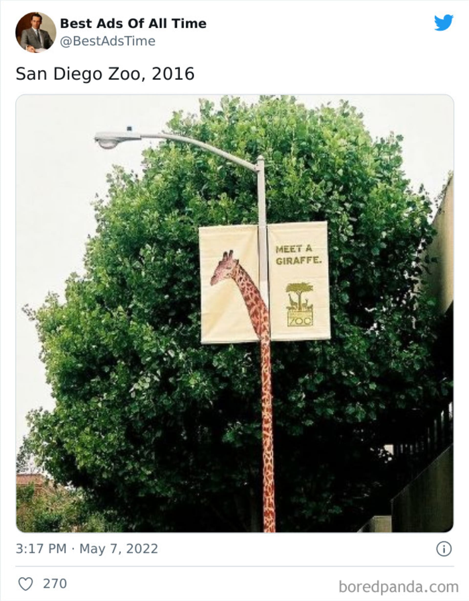 Seznamte se s žirafou. San Diegská zoo.
