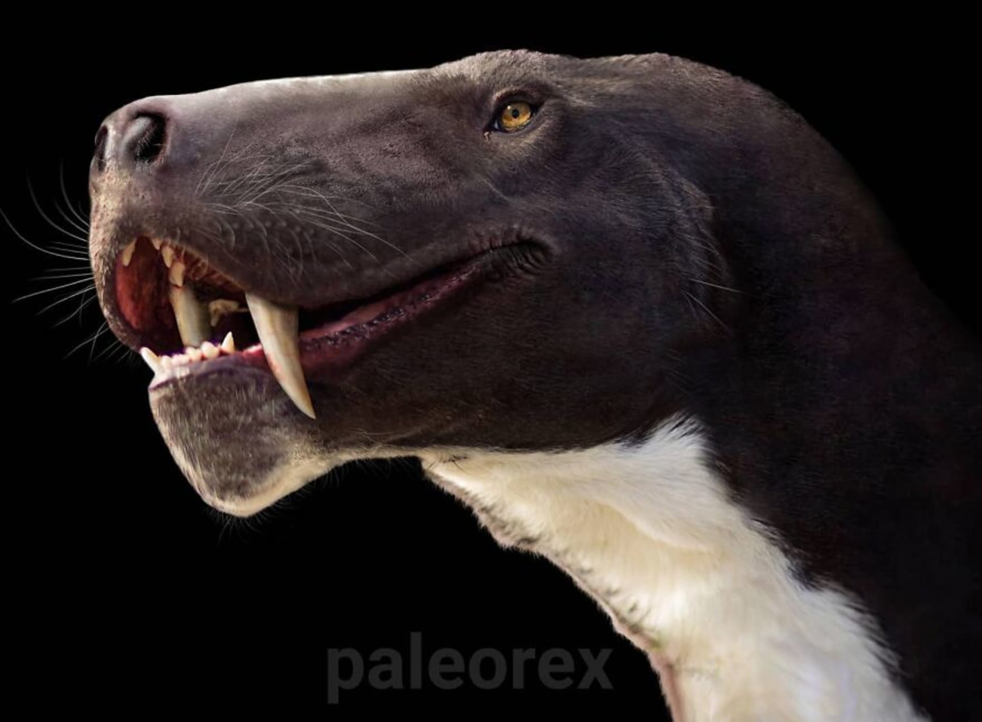 Paleorex 12