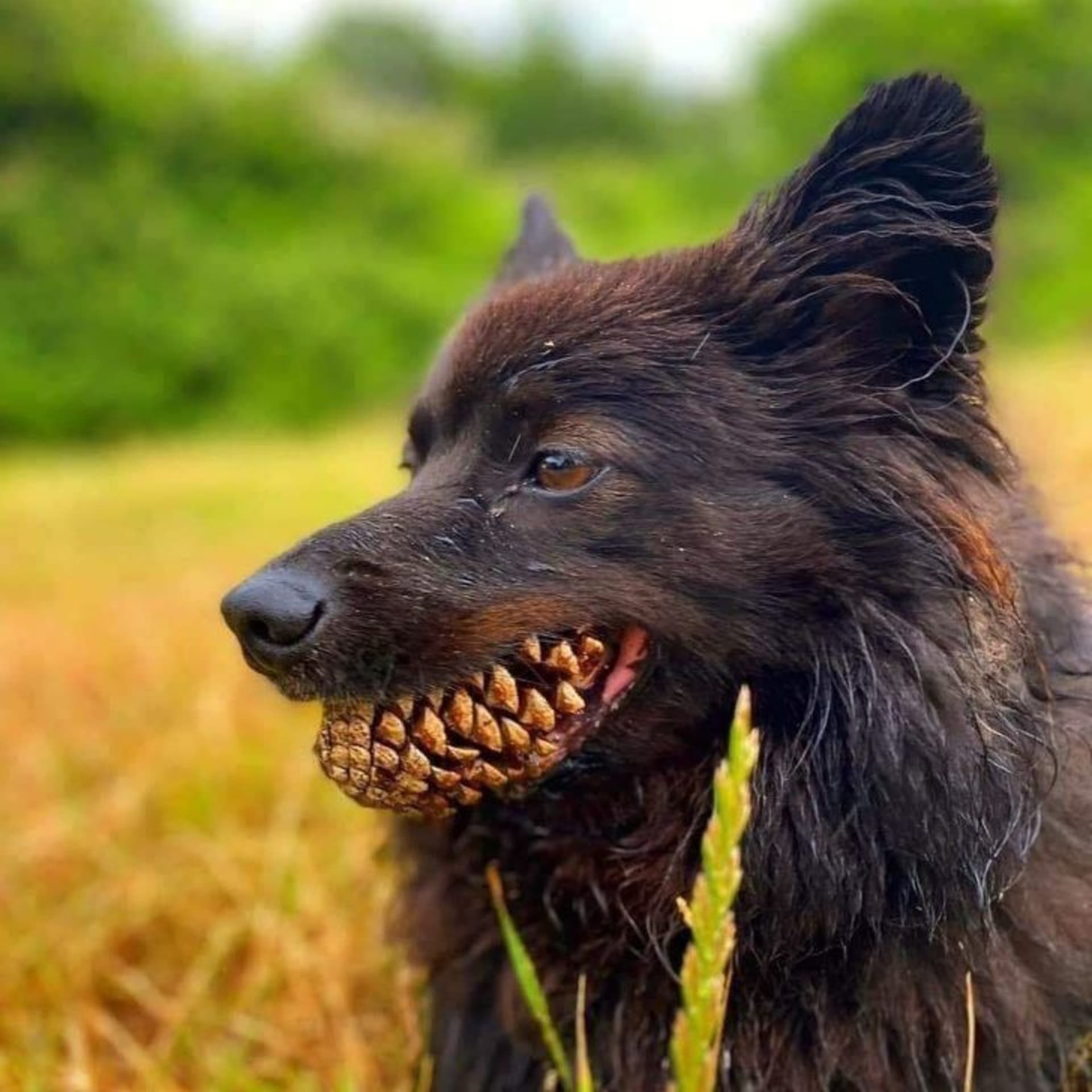 Pes s borovicovými zuby