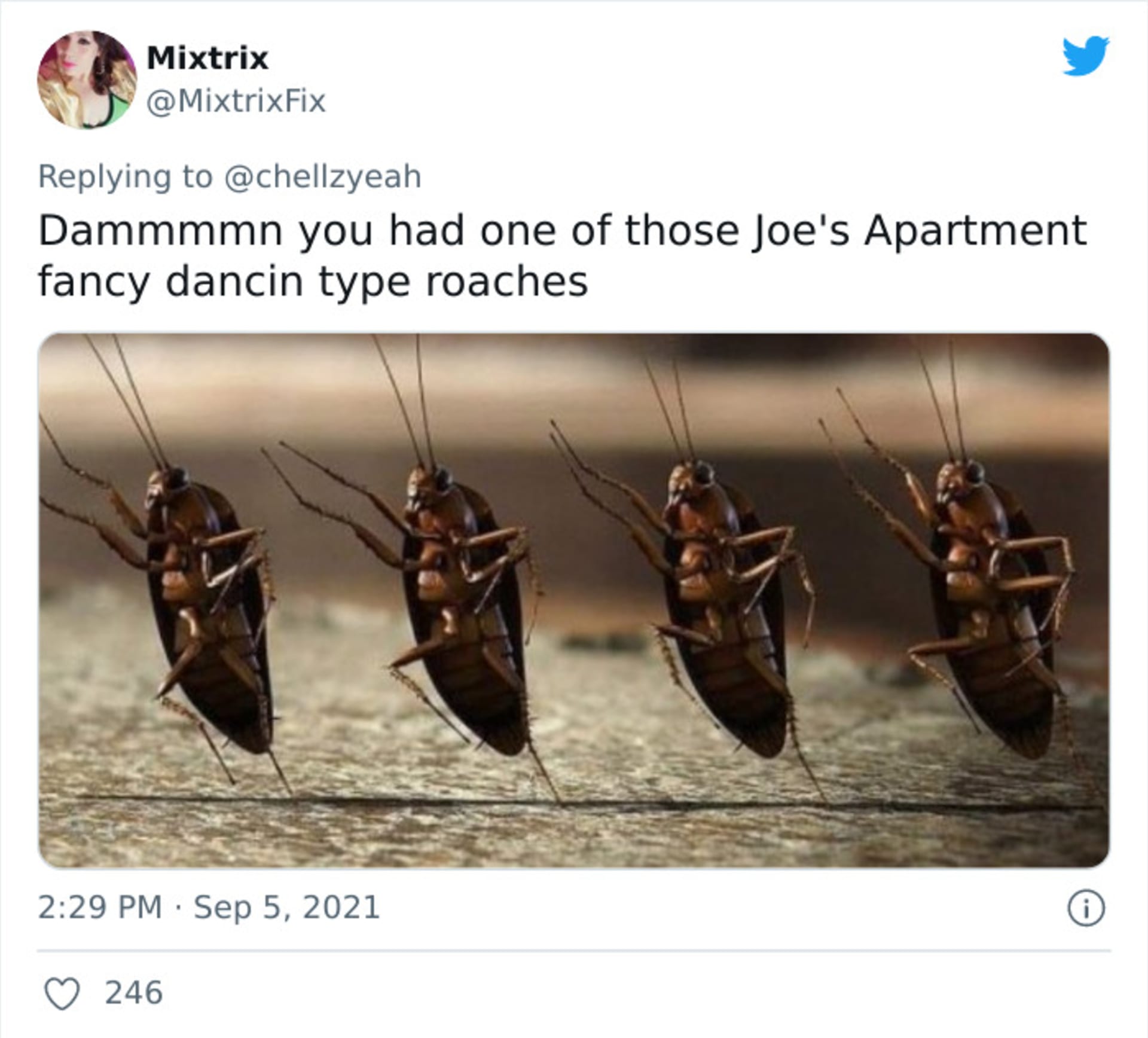 Fotka švába se stala hitem internetu