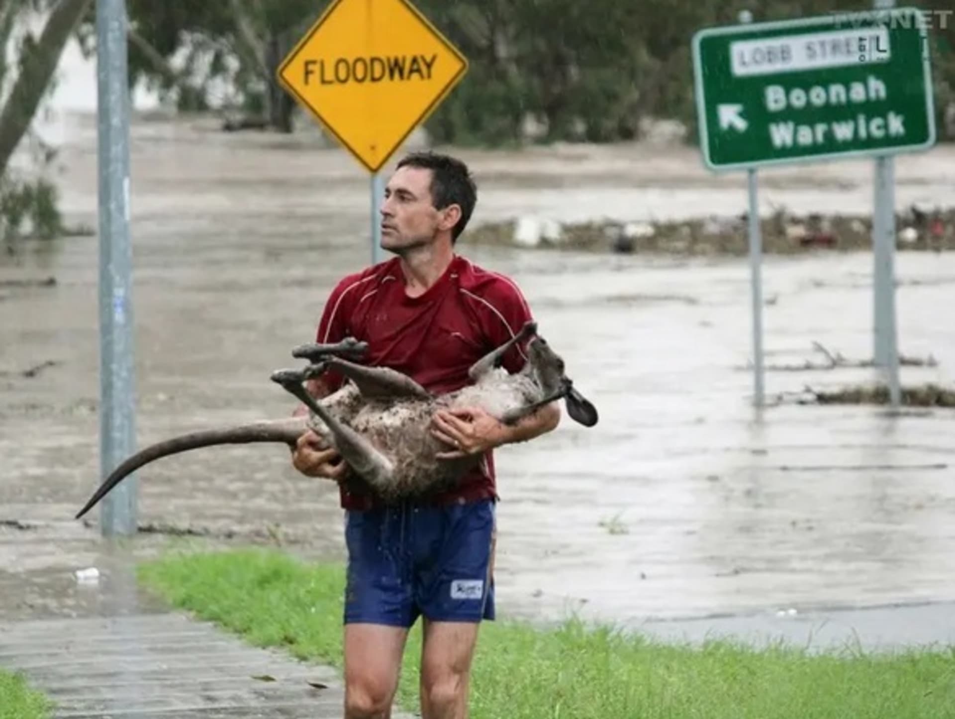 Záchrana klokana při povodni.