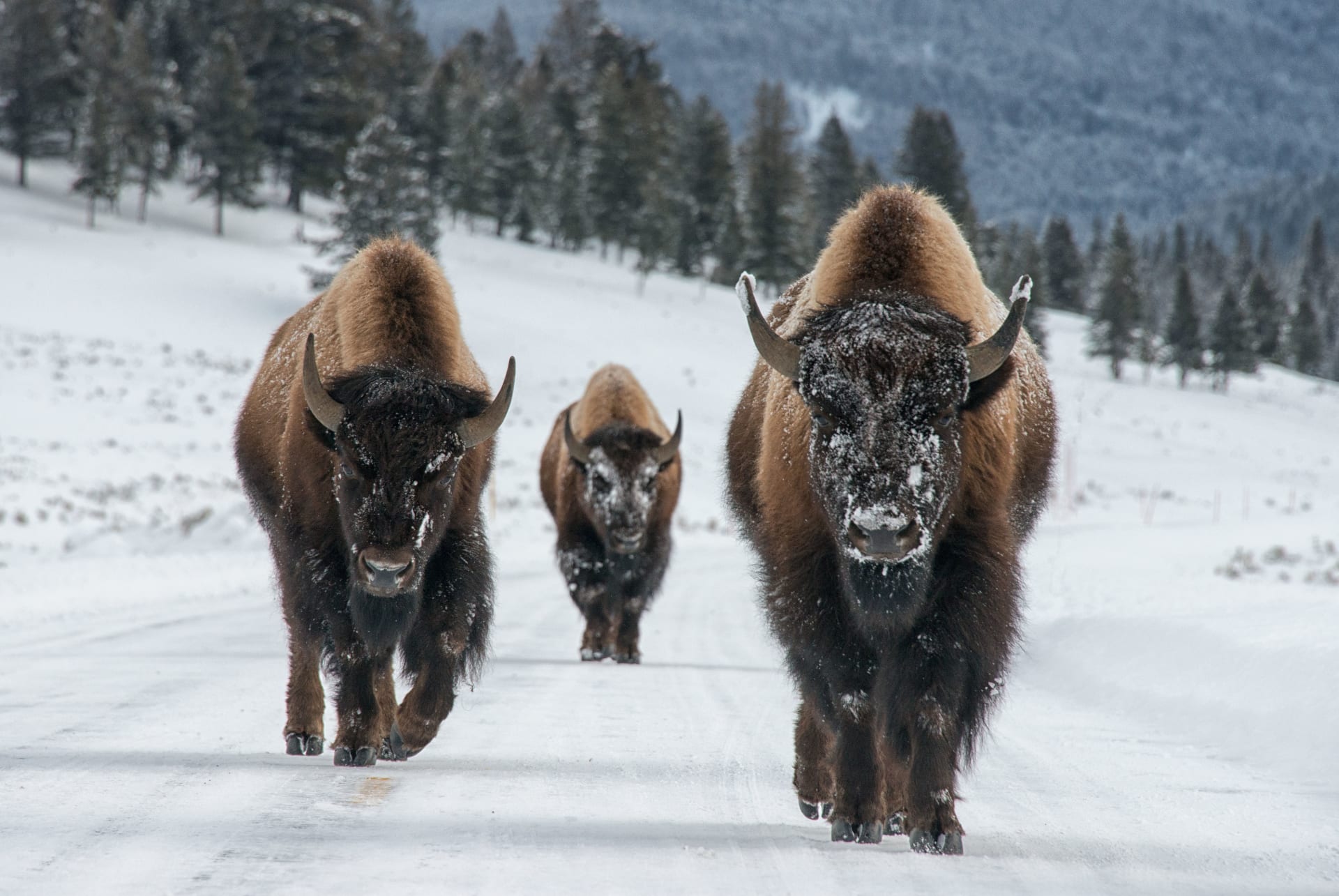 Zima v Yellostonu vyhnala bizony za hranice národního parku