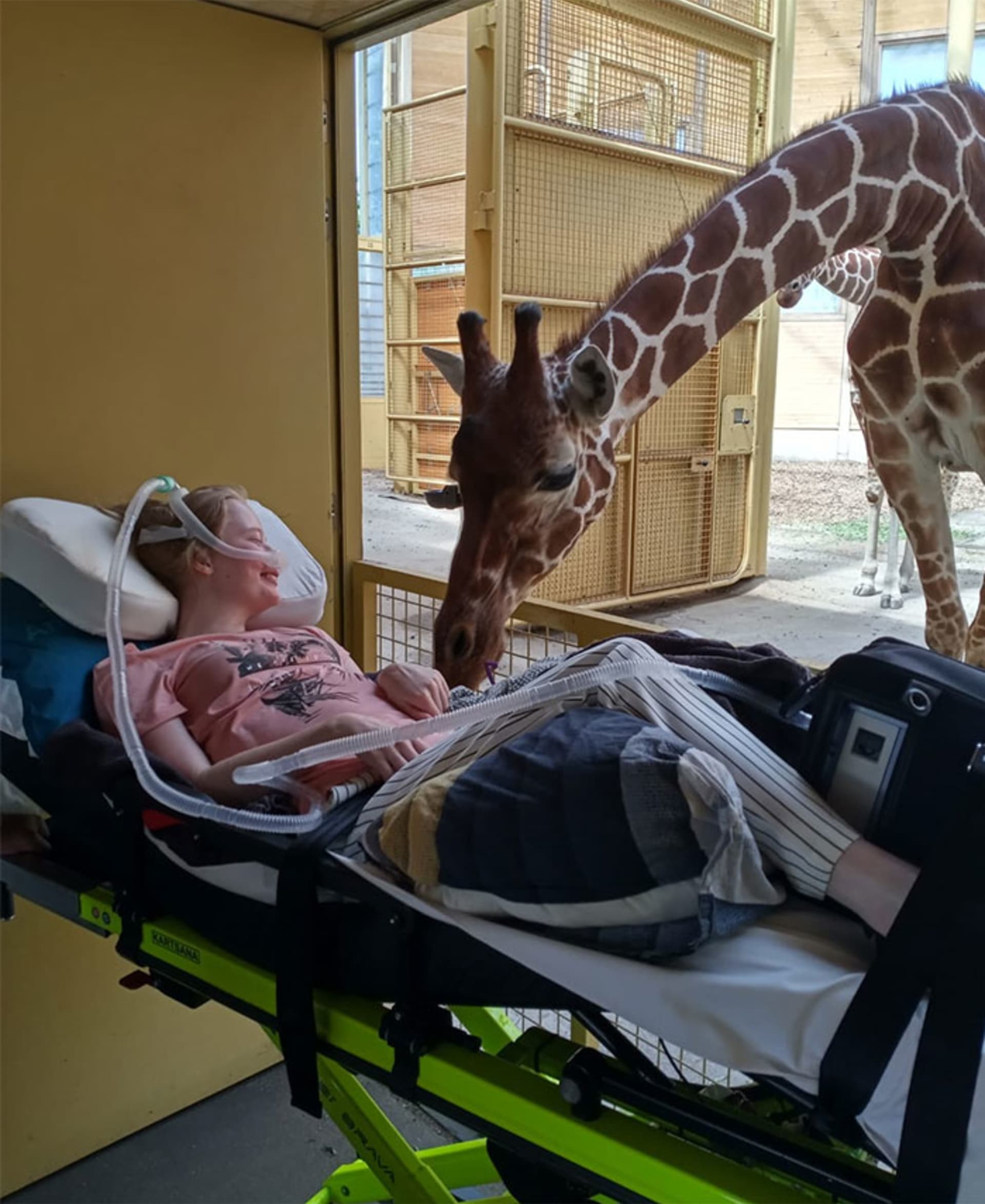 Žirafa zdraví smrtelně nemocnou dívku v rámci posledního přání
