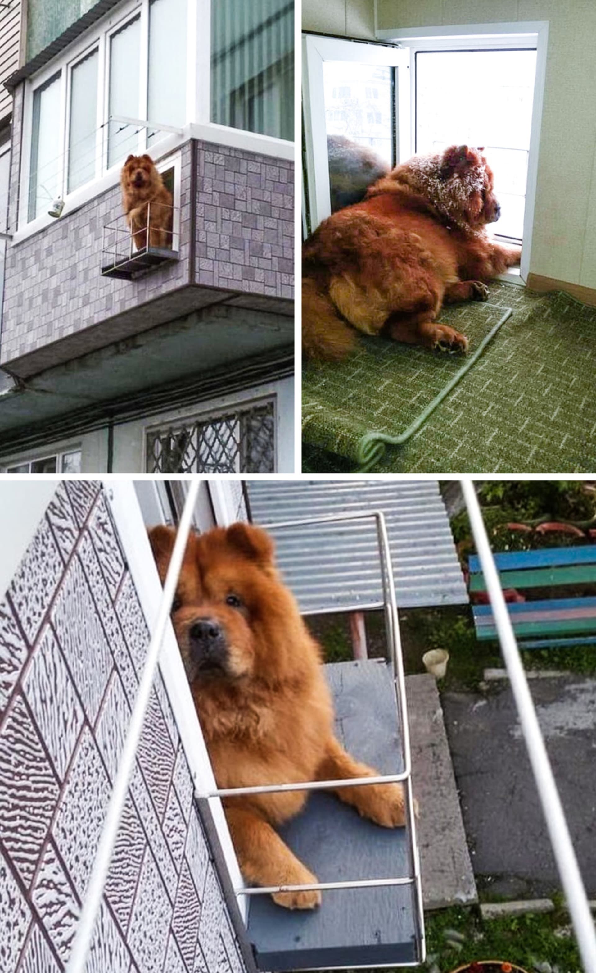 Když pes chce balkón, dostane balkón!
