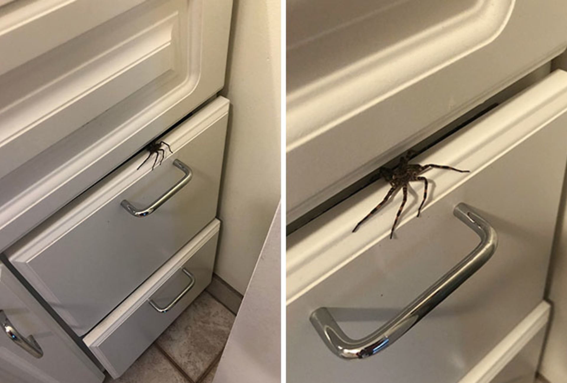 Pavouci na nečekaných místech.