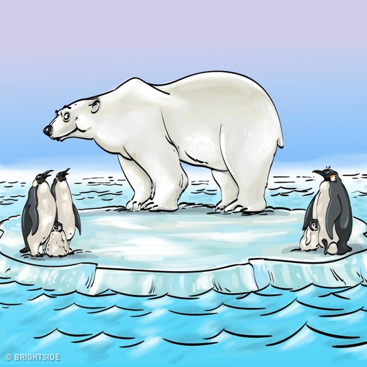 Optická hádanka - medvěd a tučňáci 1