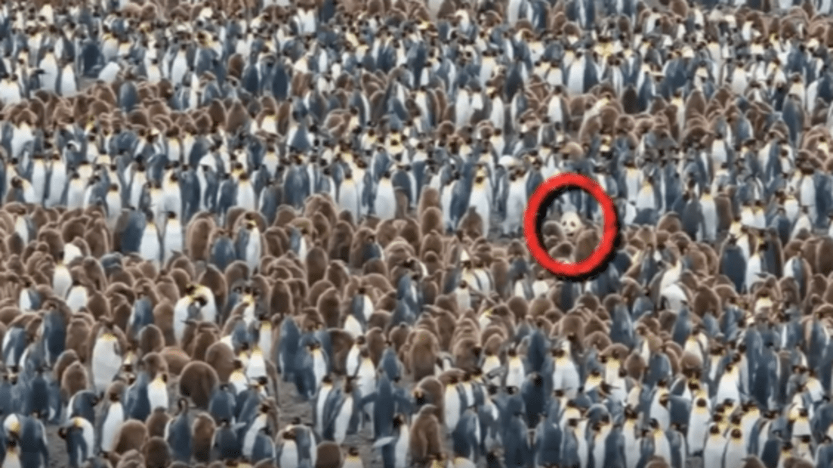 Našli jste mezi tučňáky pandu?