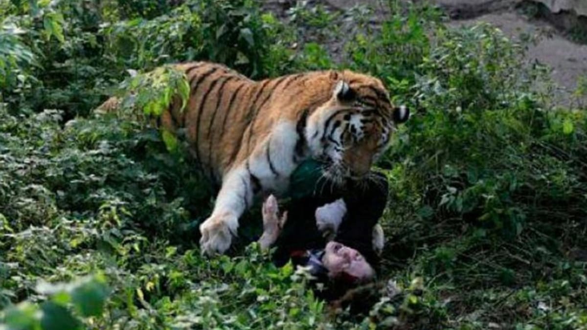 Ženu napadl tygr