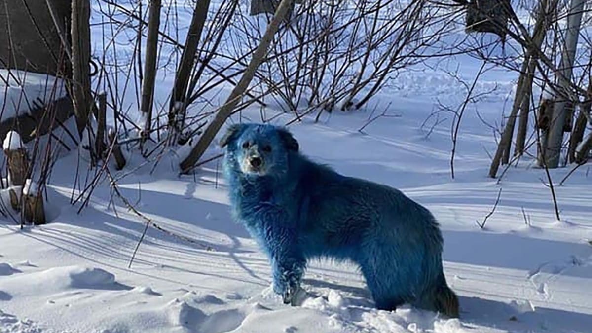 Modří psi v Rusku 2