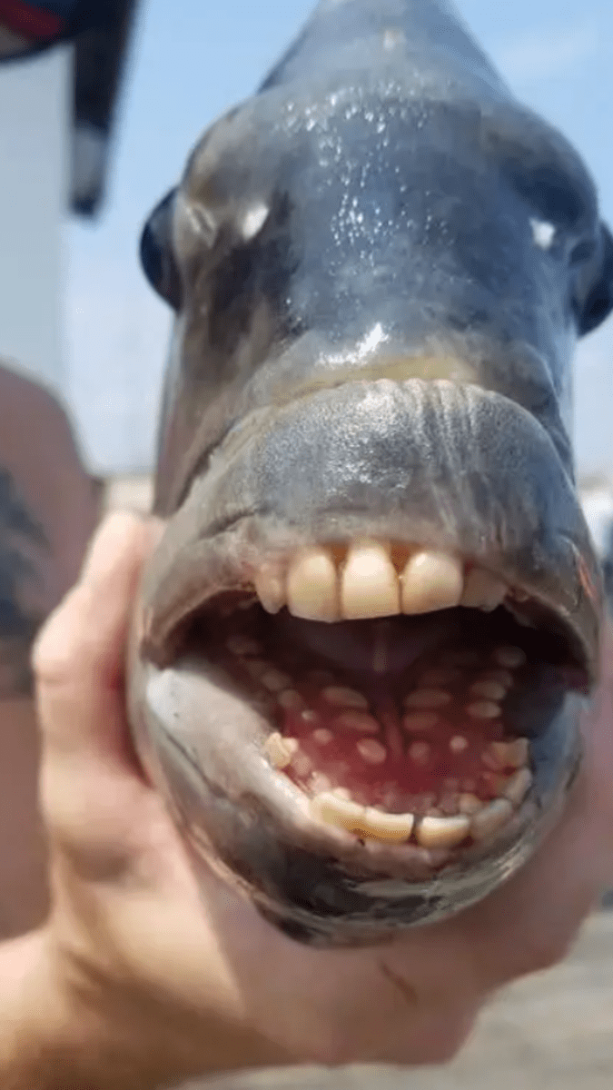 Ryba s lidskými zuby zaskočila rybáře
