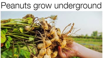 Jak rostou potraviny