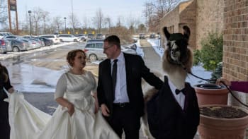 Muž si přivedl na svatbu své sestry lamu jako své plus jedna