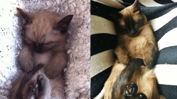 Kočky před a po