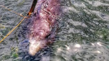 Mrtvá velryba měla v žaludku 40 kg plastů