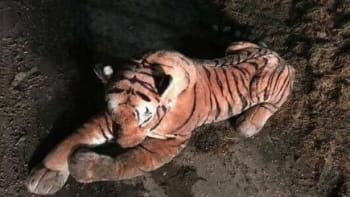 Farmáře vyděsil plyšový tygr