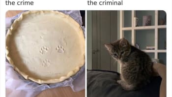 Zvířecí zločiny
