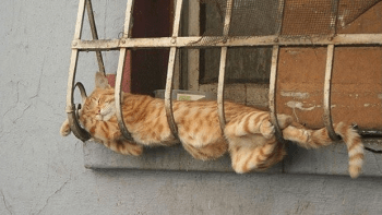 Kočky, kterým je jedno, kde usnuly
