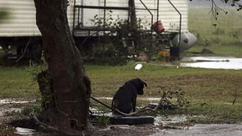 Psi jako oběti hurikánu 