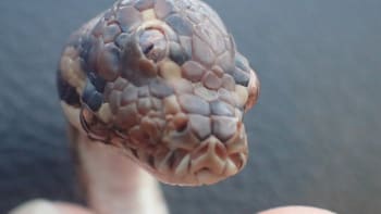 Správci parku našli hada, který měl tři oči
