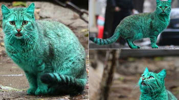 zelená kočka