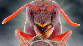 Makrofotografie ze života hmyzu