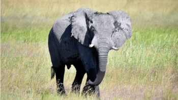 Slon zabil lovce 