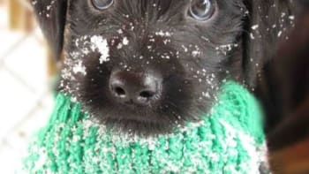 Zvířátka ve sněhu jsou opravdu roztomilá!