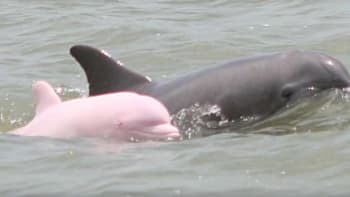 Delfín Pinkie
