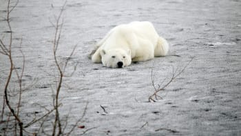 V průmyslové oblasti na Sibiři se pohyboval lední medvěd