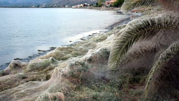 Pavučina na řecké pláži