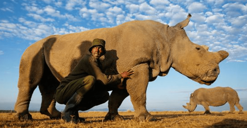 V keňské rezervaci Ol Pejeta se o něj starají královsky. Na světě je už jen pár samic severního bílého nosorožce a jen tento jediný samec. Člověku se chce až brečet z toho, co jsme provedli.