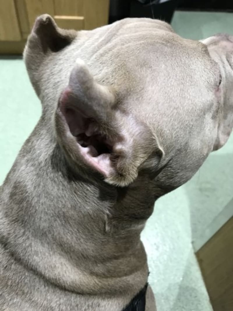 Majitel ostříhal svému psovi uši 4