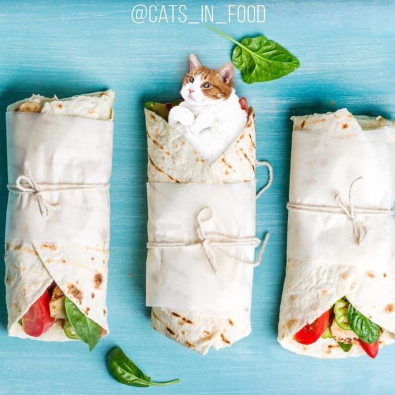 Cats in food 23