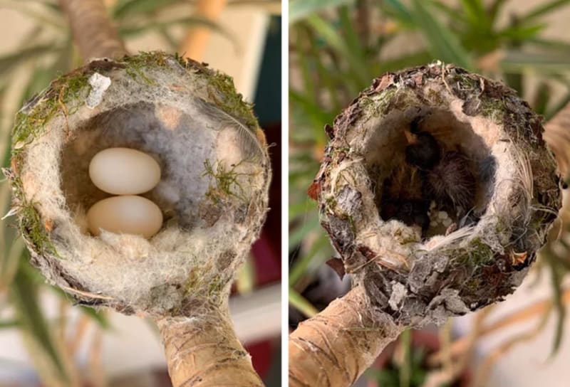 Kolibřík od vajíčka až po vylíhnutí