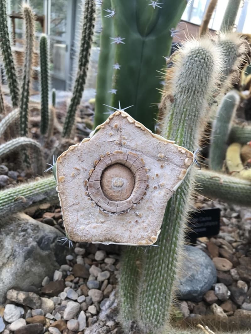 Řez kaktusem