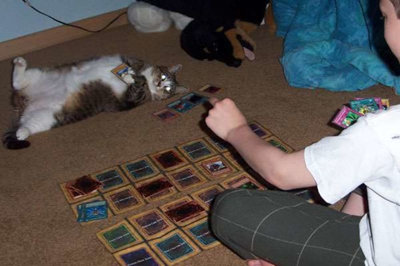 Když s vámi hraje karty jen vaše kočka.