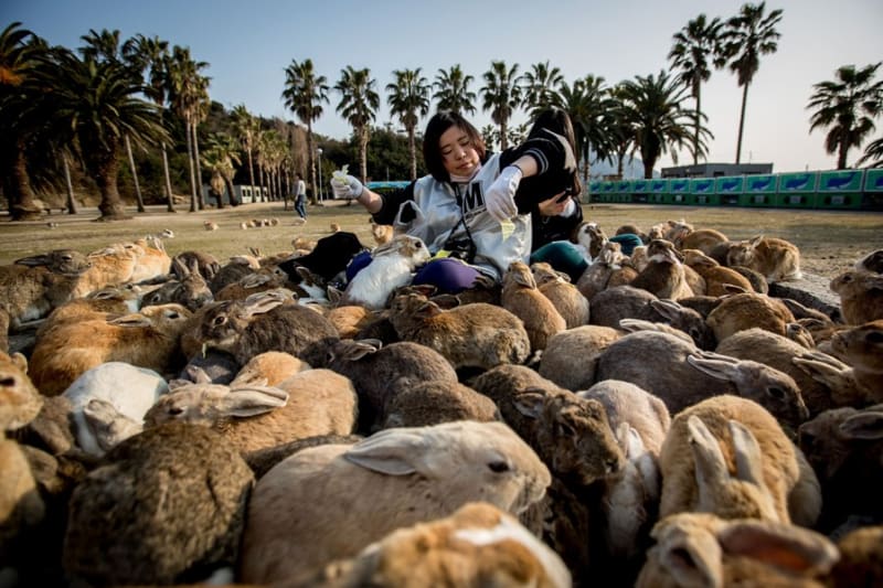 Pokud se budete někdy toulat po Japonsku, určitě se na chvíli zastavte na ostrově Okunoshima. Je sice malý, ale také hojně vyhledáván turisty a to kvůli obří komunitě králíků, kteří se na ostrově rozmnožili za druhé světové války.
