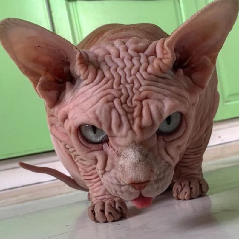 Objevil internet nejošklivější kočku na světě? 4