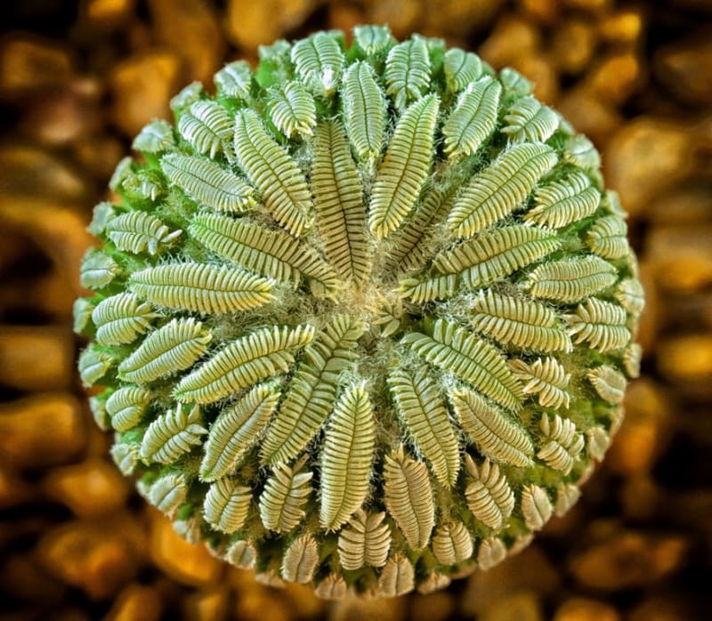 Kaktus Pelecyphora Aselliformis